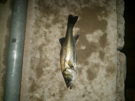 電気ウキでウキフカセ ~潮見~