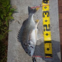 楽しめて1日　～辰巳橋・さざなみ公園～
