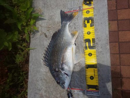 楽しめて1日　～辰巳橋・さざなみ公園～