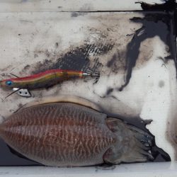 激シブエギング