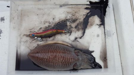 激シブエギング