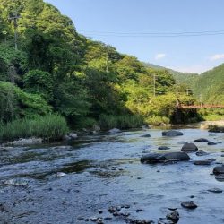 和歌山鮎だより