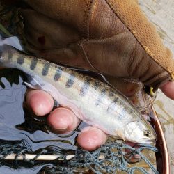綺麗な夏ヤマメ