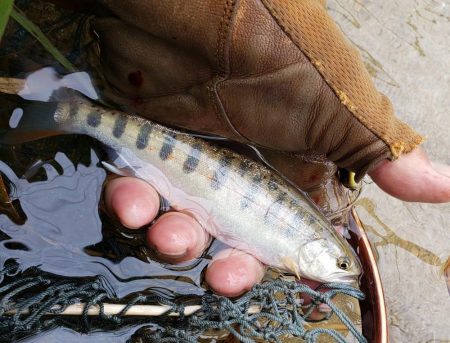 綺麗な夏ヤマメ
