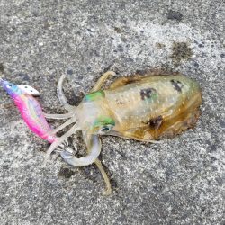 チビアオリ(^^)(–;)