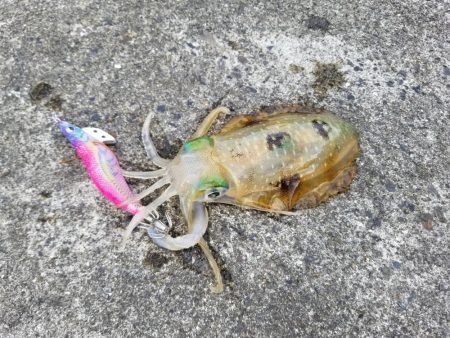 チビアオリ(^^)(--;)