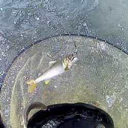 野洲川での友釣り