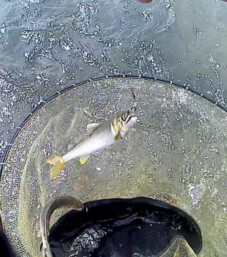 野洲川での友釣り