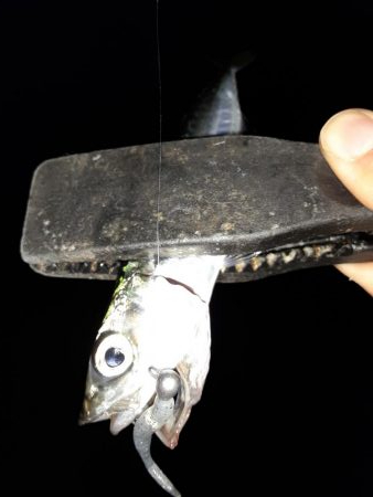 ライトゲーム37