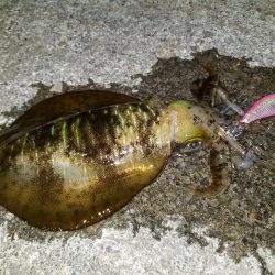 梅雨エギング♪