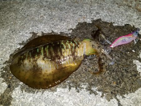 梅雨エギング♪