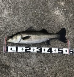 チヌもチャートカラー