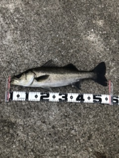 チヌもチャートカラー