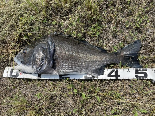 イチノ兄弟、釣果！