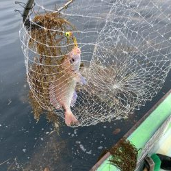浅川沖でレンコダイ
