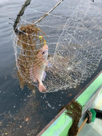浅川沖でレンコダイ