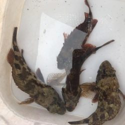 ダイソーワームでガシラGET