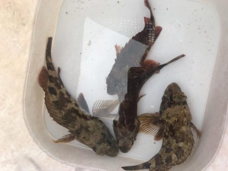 ダイソーワームでガシラGET