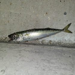 良型めばる　まだいました