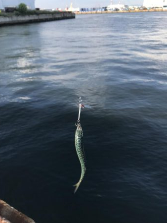 ダイソーマイクロジグ