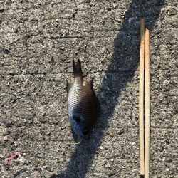 おせんオンリー