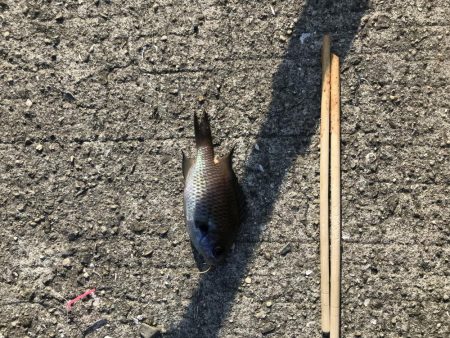 おせんオンリー