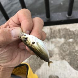 空港の豆アジデカめ