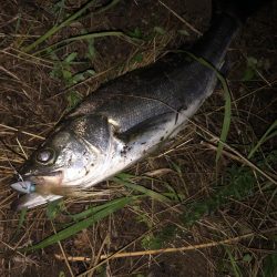 ががっときました。