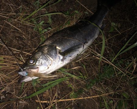 ががっときました。