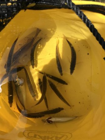 イワシラッシュ