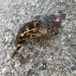 癒しのガッシー+マハタ