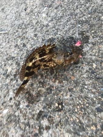 癒しのガッシー+マハタ