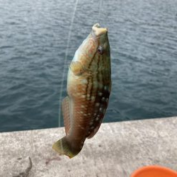 アサリで紀州釣り