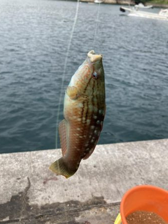 アサリで紀州釣り