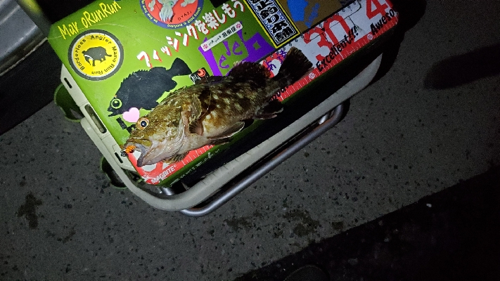 ꧁NICE ROCKFISH꧂
