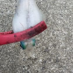 春エギング　数釣り