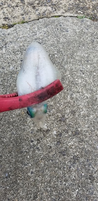 春エギング　数釣り