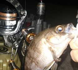 久しぶりに泉南