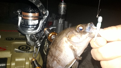 久しぶりに泉南