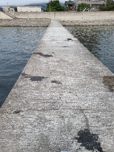 朝マヅメにリベンジエギング