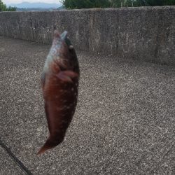 川久横でミニサイズ