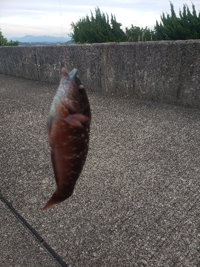 川久横でミニサイズ