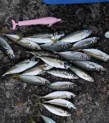 アジ(爆)釣果
