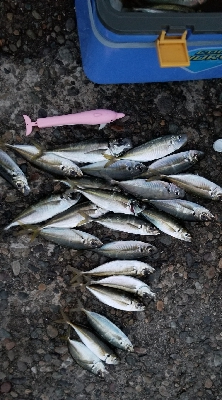 アジ(爆)釣果