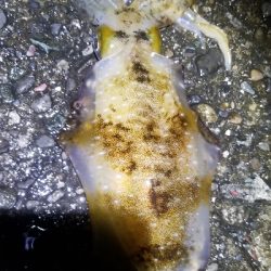 数釣りできたよ。エギング