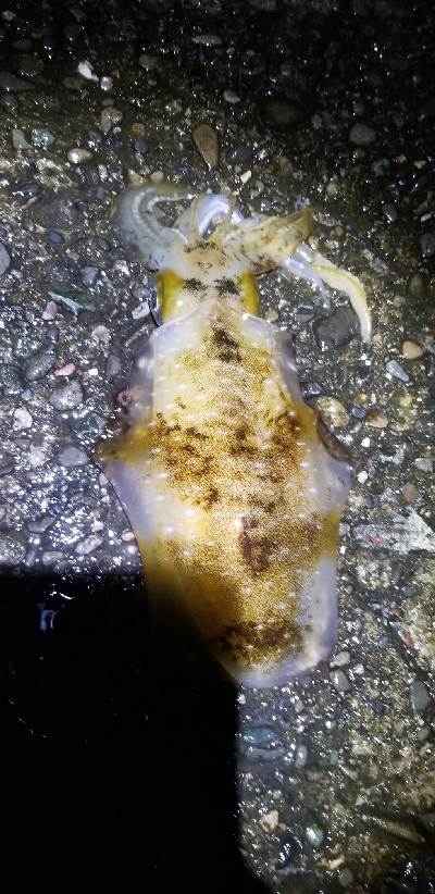 数釣りできたよ。エギング