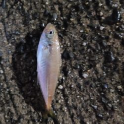 サバゲー第二段