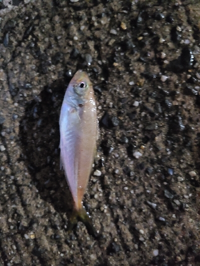 サバゲー第二段