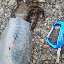 数釣りエギング