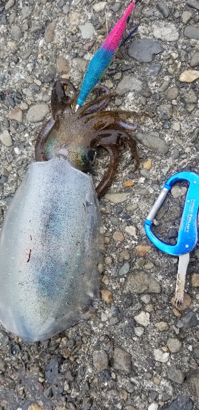 数釣りエギング